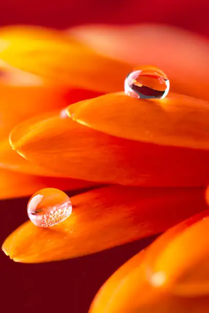 Photo of Orange flower petals  with water drop close up over red background.