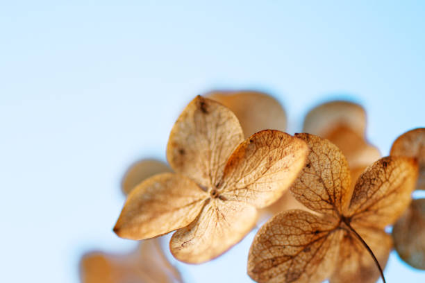 Withered hydrangea paniculata flowers closeup over blue blurred background. Macro photo of dried Hortensia flowers.