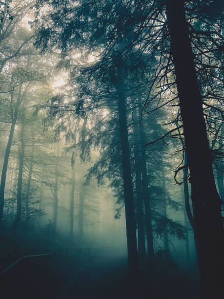 istock Black Forest with fog in Germany. 1369168192