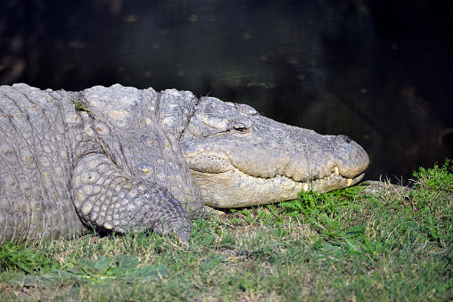 Crocodile in close-up