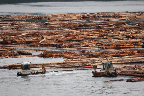Logs, ready for market, are maneuvered by boom boats in Beaver Cove on Vancouver Island, British Columbia, Canada.