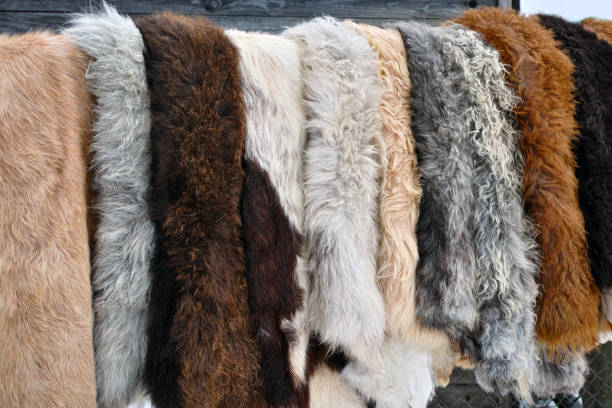 istock tanned sheep skins for sale 1369170415