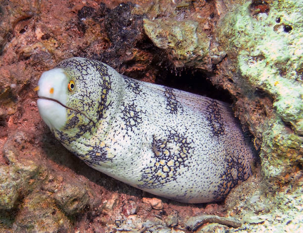 снежинка мурена угорь (echidna nebulosa) в красном море, египет - snowflake moray eel стоковые фото и изображения