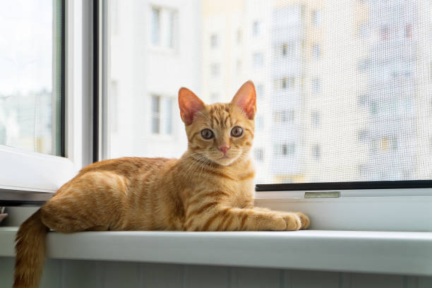 istock Red tabby kitten lies on windowsill. Anti-mosquito protective net. 1369173929