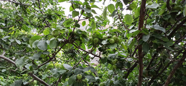 Small, ripening, green apples with serrated, green leaves growing on apple tree branches.