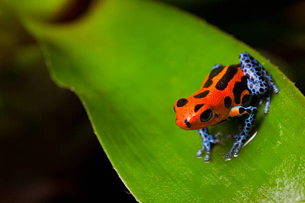 rana dendrobates rosso - red frog foto e immagini stock