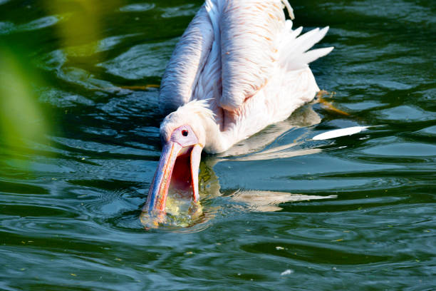 Rosy Pelican (Pelecanus oncrotalus) having fun in noon waters in winters.