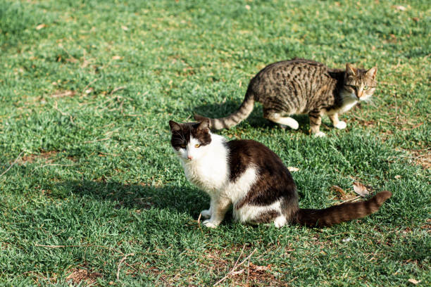 istock Cats sitting on the green grass on a sunny day 1369176315