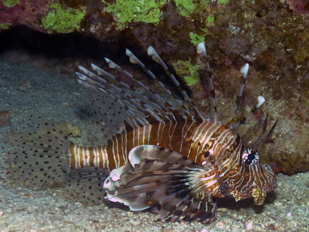 istock Common Lionfish (Pterois volitans) in the Red Sea 1369176351