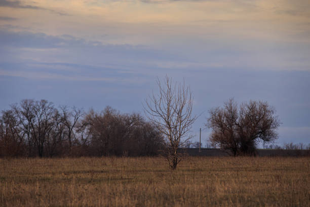 A lone tree without leaves in a steppe area in early spring or late fall.