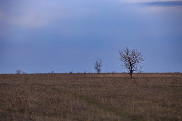 A lone tree without leaves in a steppe area in early spring or late fall.