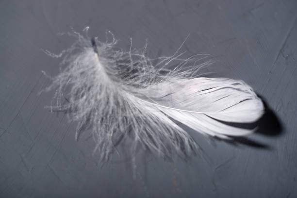 Fluffy feather on a gray background. Bird feather. The concept of lightness. Fluffy feather on a gray background. Bird feather. The concept of lightness. bristle animal part photos stock pictures, royalty-free photos & images