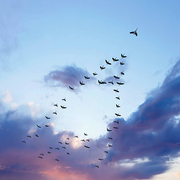 XL migrating canada geese flock of migrating canada geese flying at sunset, square frame (XL) birds flying in sky stock pictures, royalty-free photos & images