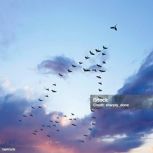 Xl Migrating Canada Geese Stock Photo - Download Image Now - Bird, Birds Flying in V-Formation, Leadership