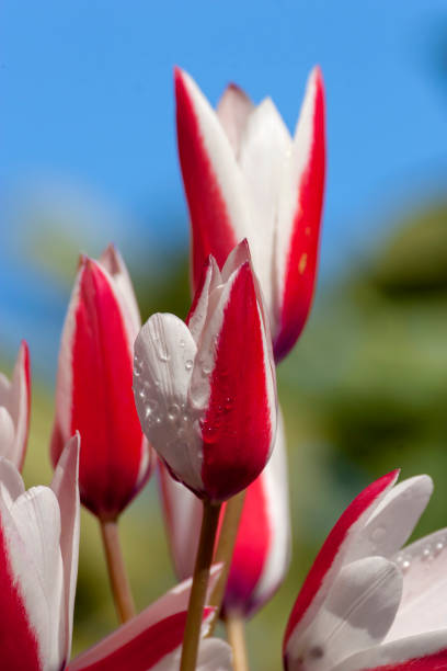 uma tulipa rara e vernal (tulipa clusiana) cresce em um close-up de prado - disappearing nature vertical florida - fotografias e filmes do acervo
