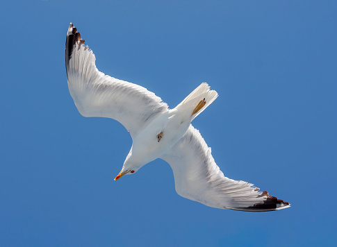 Large, white albatross (Diomedea) soars in the blue sky close-up on a sunny, summer day