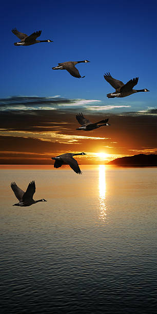 istock XXXL migrating geese at sunset 136917777