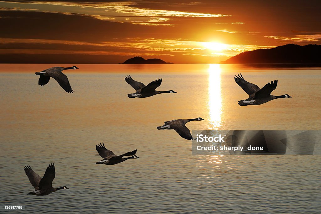 XL migrating canada geese migrating canada geese in silhouette flying over lake at sunrise (XL) Goose - Bird Stock Photo