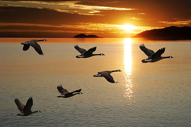 XL migrating canada geese migrating canada geese in silhouette flying over lake at sunrise (XL) arrangement stock pictures, royalty-free photos & images