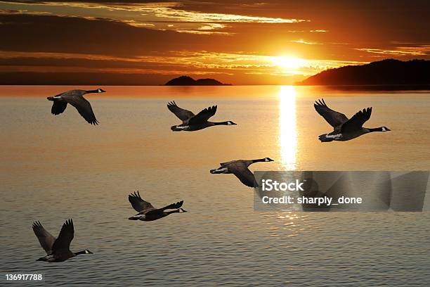 Xl Migrating Canada Geese Stock Photo - Download Image Now - Goose - Bird, Bird, Birds Flying in V-Formation