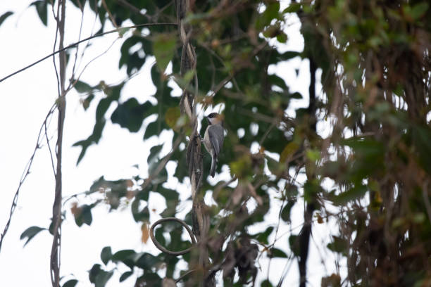 carolina chickadee on a vine - photography carolina chickadee bird animals in the wild imagens e fotografias de stock