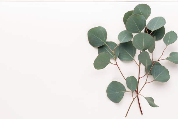 istock Eucalyptus composition. Pattern made of various colorful flowers on white background. Flat lay stiil life. 1369178594