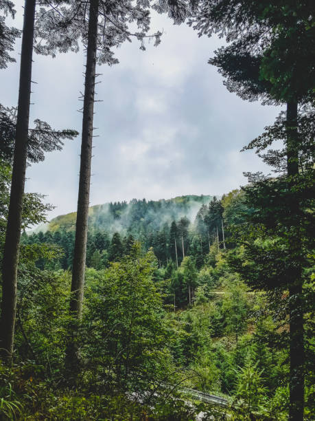 istock View through the trees to the Black Forest. 1369178907
