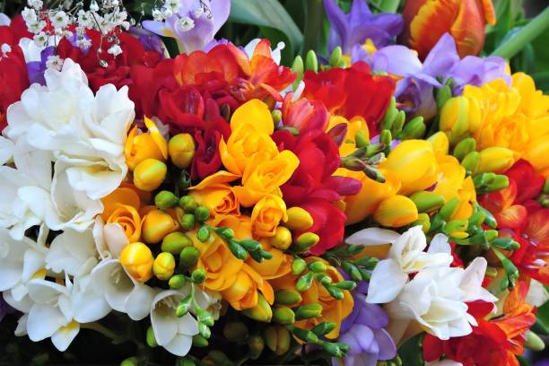 strauß mehrfarbiger freesien - fresh cut flowers stock-fotos und bilder