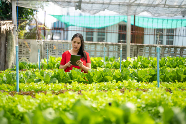 istock Farmers are recording data on tablets at Hydroponic vegetables farm 1369180755