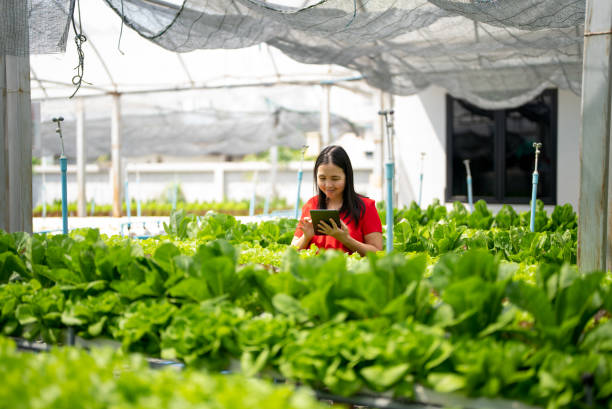 istock Farmers are recording data on tablets at Hydroponic vegetables farm 1369180779