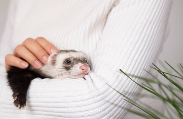 istock Ferret pet on a white background, isolated. 1369180984
