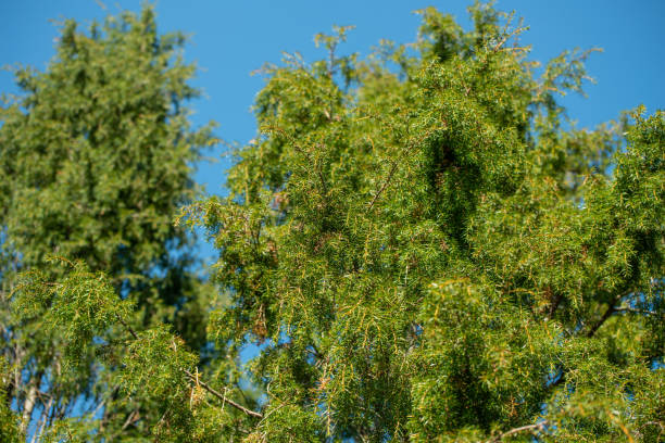 istock Green leaves of juniper. 1369182250