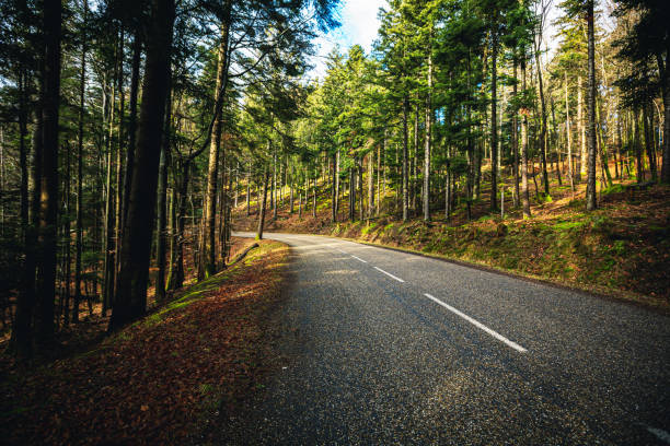 istock Road Through Green Forest, Trees, Pines. Landscape with empty asphalt road through the woods . Travel 1369183512