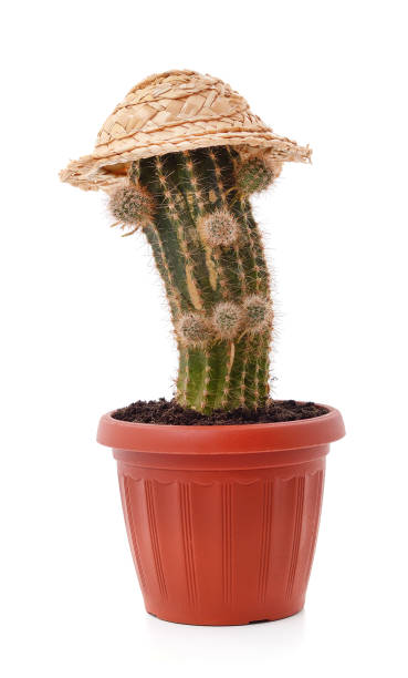 istock Cactus in a pot and straw hat. 1369184342