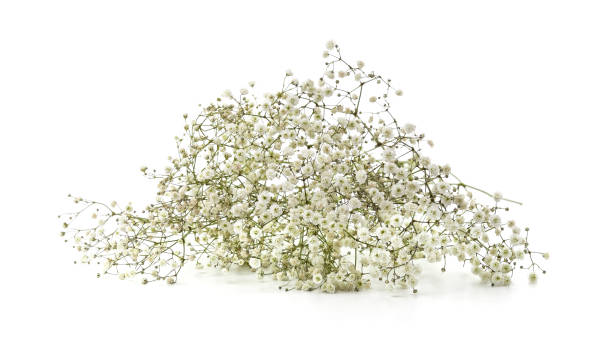 Bouquet of white flowers gypsophila. Bouquet of white flowers gypsophila isolated on a white background. gypsophila stock pictures, royalty-free photos & images