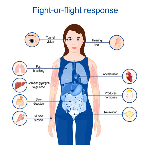 ilustrações de stock, clip art, desenhos animados e ícones de fight-or-flight-or-freeze.  acute stress response. - adrenaline