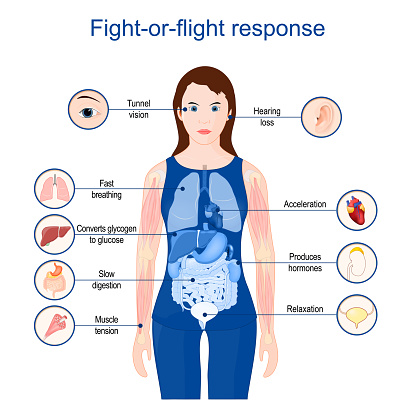 Fight-or-flight response.  fight-or-flight-or-freeze. hyperarousal or the acute stress response. Poster for Education or medical use. Vector Illustration