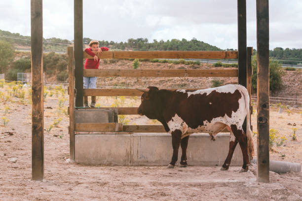 istock caucasian boy looking at a cow on a farm 1369185184