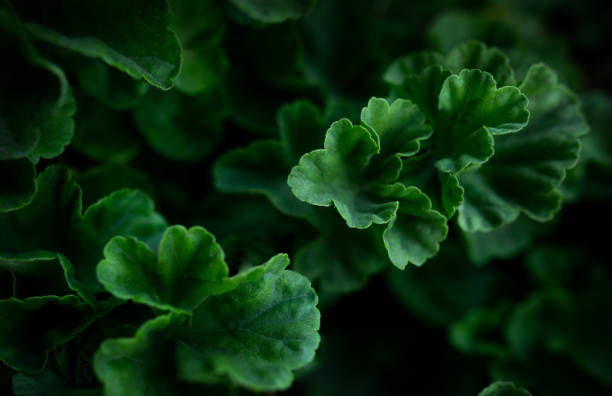 detailed macro green flower, leaves, wallpaper