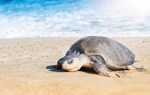 Turtle nesting on beach. Wildlife protection conservation. Go out  from ocean. Mexico.