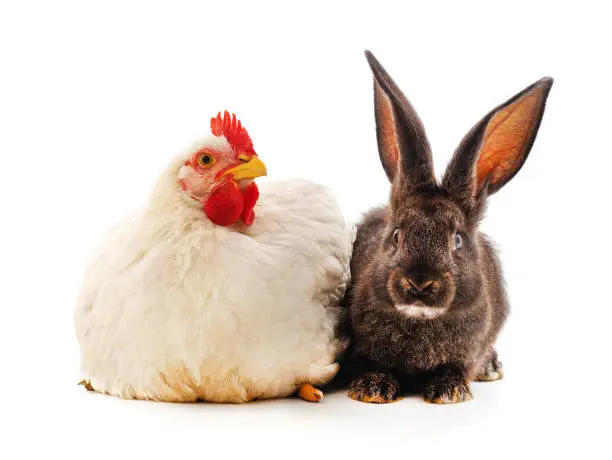 Photo of Chicken and rabbit.