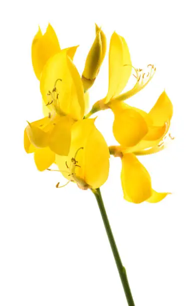 Broom flowers isolated on a white background