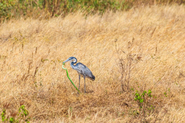 héron à tête noire (ardea melanocephala) mangeant le mamba vert de l’est (dendroaspis angusticeps) serpent dans l’herbe sèche dans le parc national du cratère du ngorongoro, tanzanie - angusticeps photos et images de collection