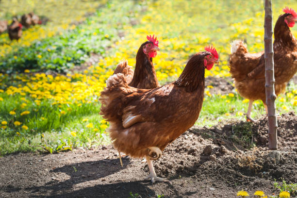 Hen in the garden on a farm - free breeding