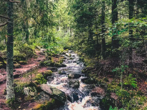 Photo of A river through the Black Forest.