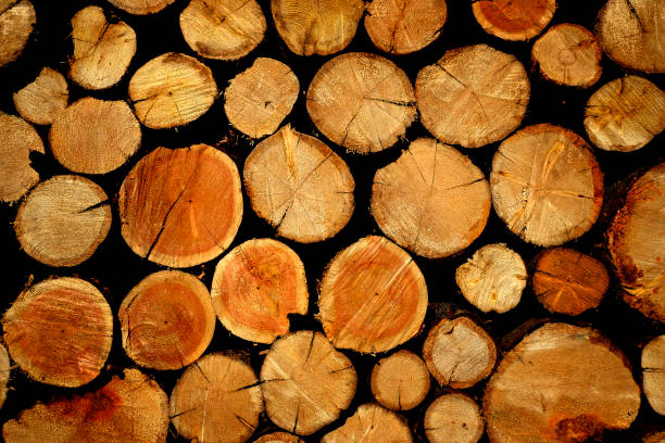istock Stack of Wood Firewood Texture Wooden Cut Trees 1369189219