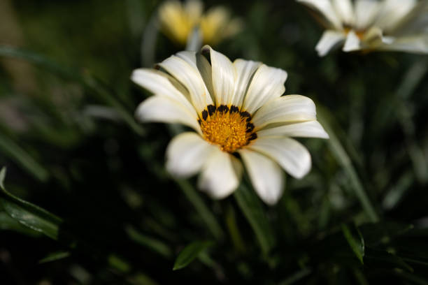 Closed up of a chamomile flower among darkgreen leaves back ground in a winter day