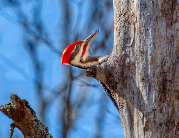 pica-pau engavetado - pileated woodpecker animal beak bird - fotografias e filmes do acervo