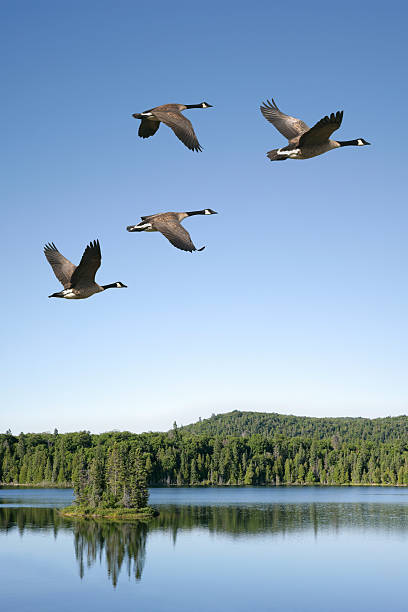 Photo of XXXL migrating canada geese