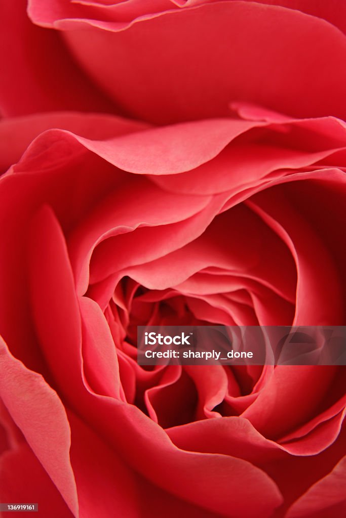 red roses primer plano - Foto de stock de Abstracto libre de derechos
